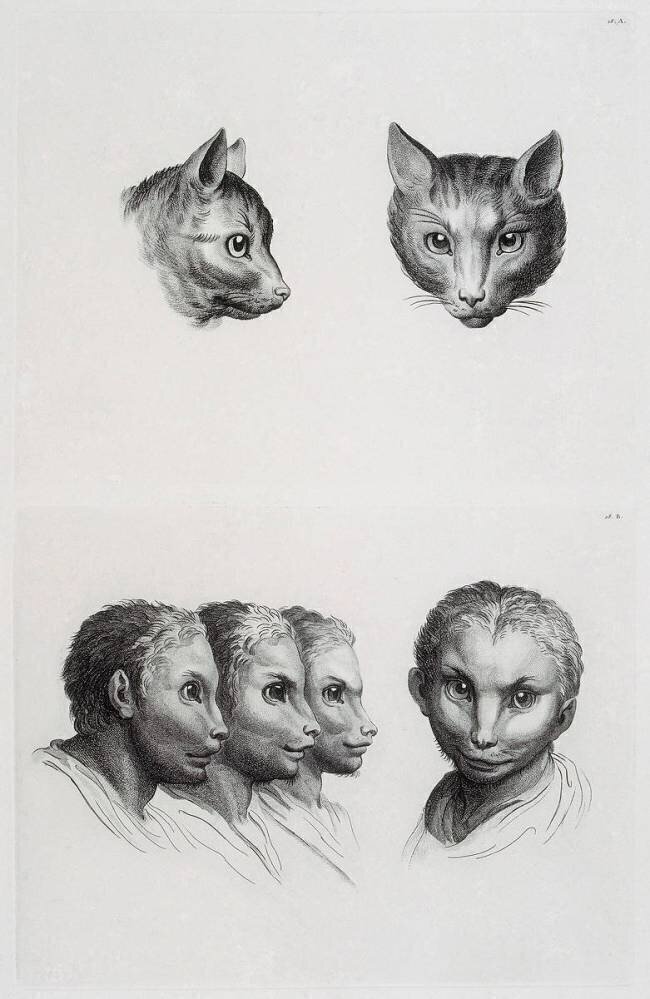 Planches 18 a et 18 b : deux têtes de chats et trois têtes d'hommes en relation avec le chats Charles Le Brun