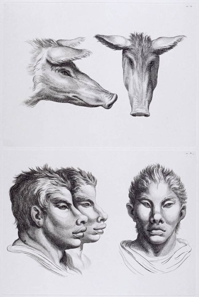Planches 22 a et 22 b : deux têtes de cochon et trois têtes d'hommes en relation avec le cochon Charles Le Brun