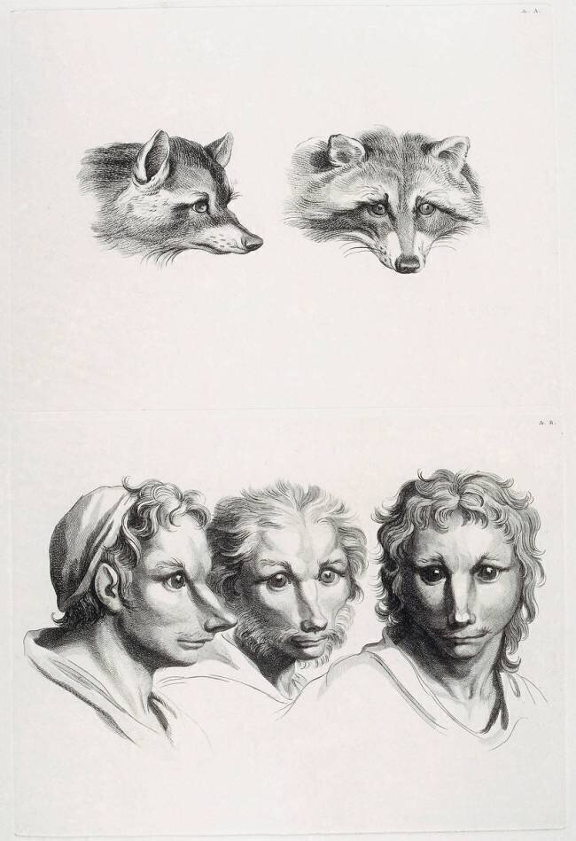 Planches 31 a et 31 b : deux têtes de renard et trois têtes d'hommes en relation avec le renard Charles Le Brun