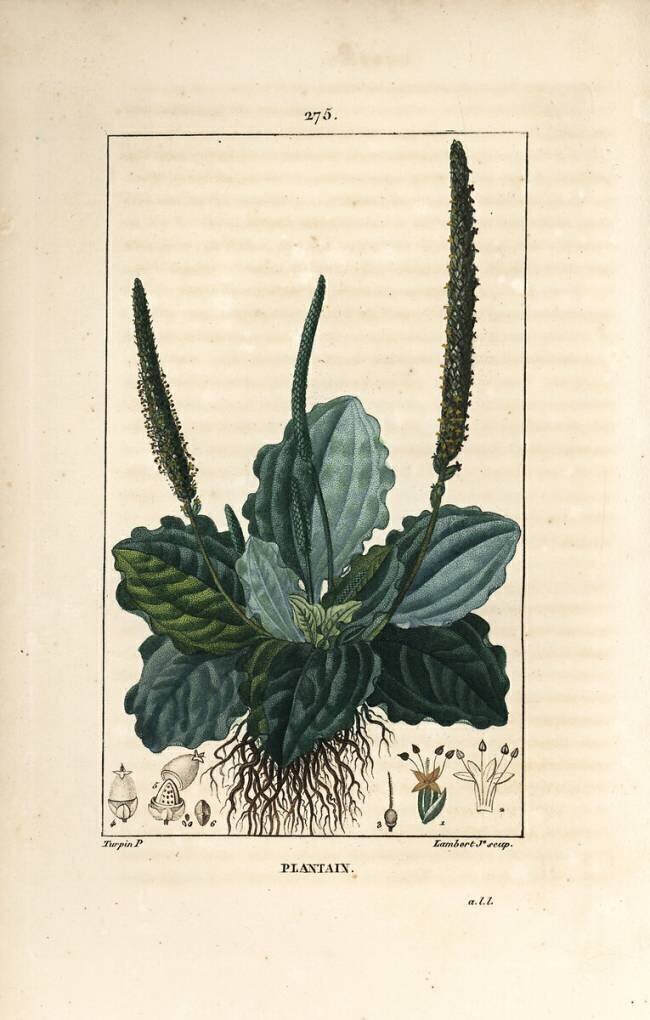 Plantain Pierre Jean Francois Turpin