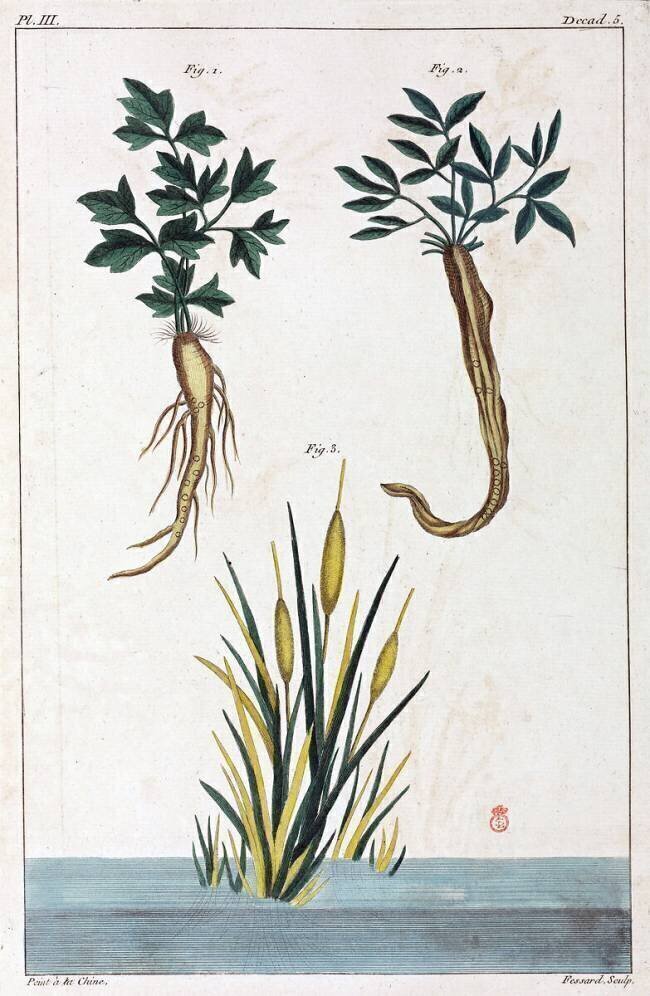 Plantes medicinales anonymous