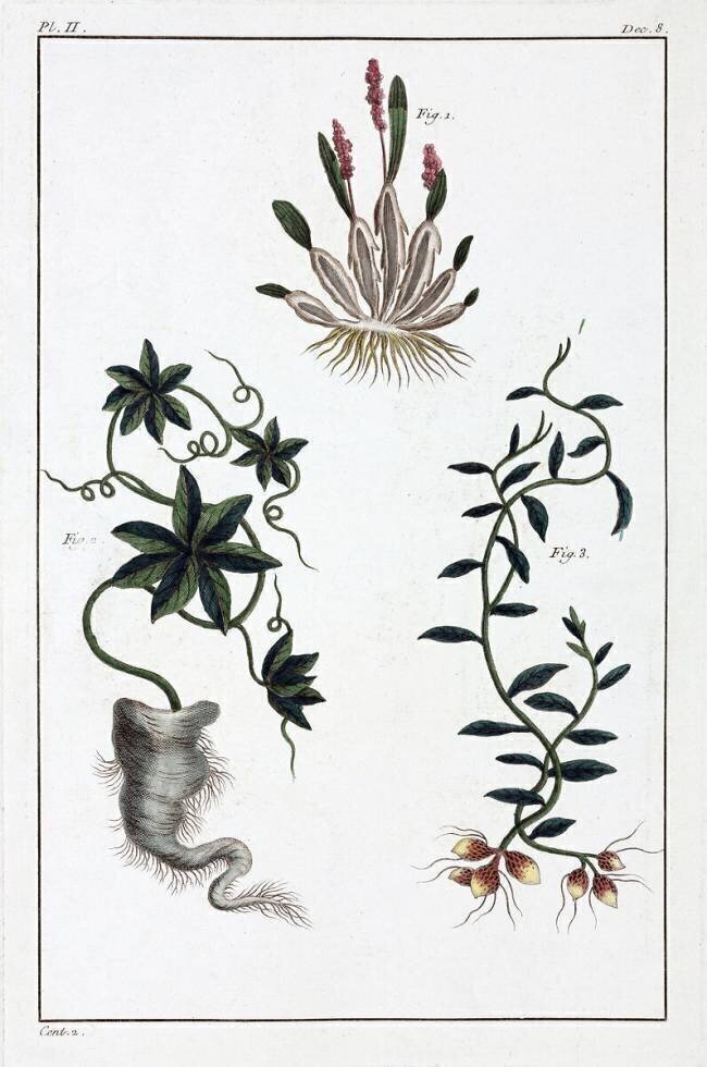 Plantes medicinales anonymous