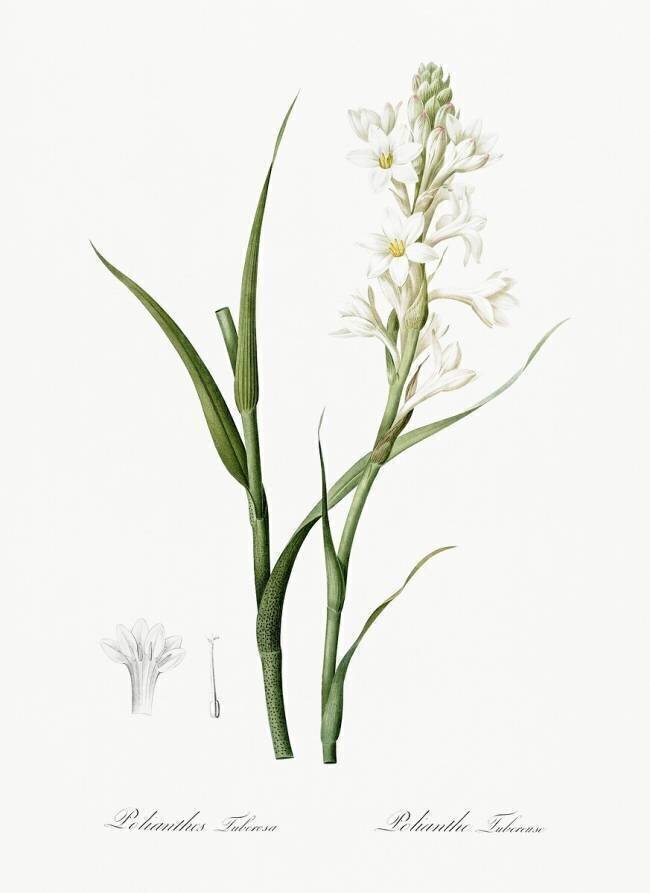 Polianthes Tuberosa Pierre Joseph Redouté