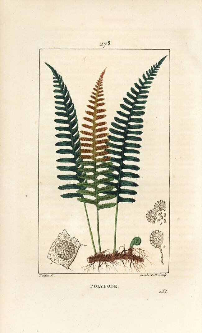 Polypode Pierre Jean Francois Turpin