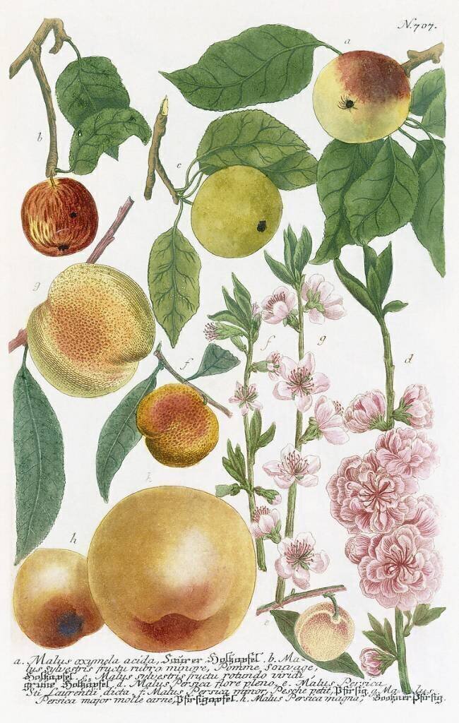 Pommes diverses Georg Dionysius Ehret