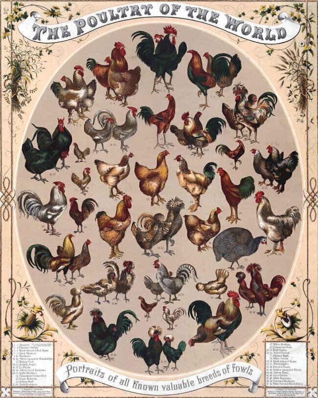 Poultry of the World Poster anonymous