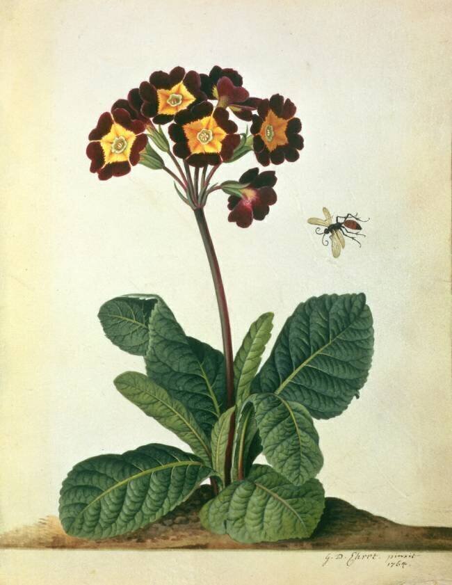 Primulaecae: a Flowering Polyanthus with a Flying Insect Georg Dionysius Ehret