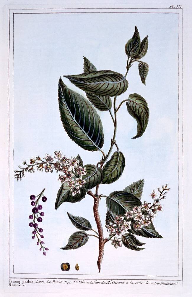 Prunus padus Pierre-Joseph Buchoz
