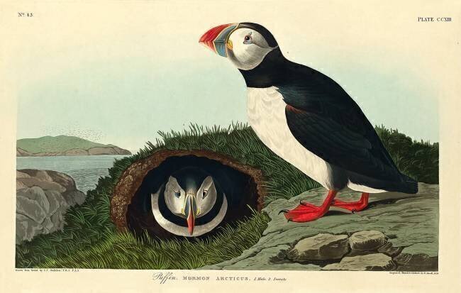 Puffin John James Audubon