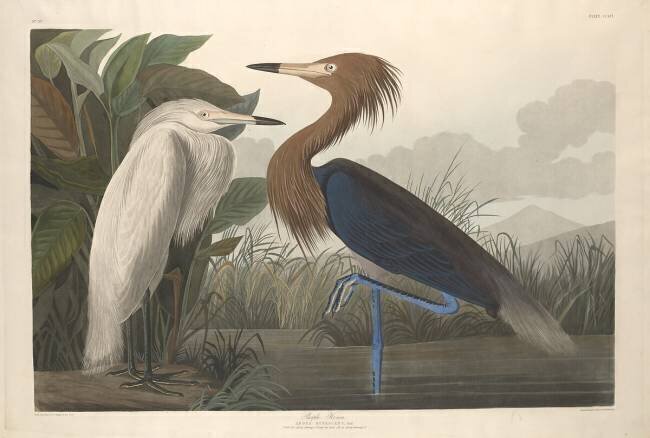 Purple Heron John James Audubon