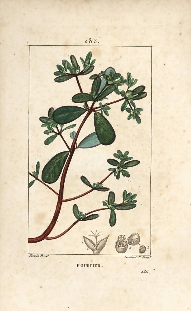 Purslane Pierre Jean Francois Turpin
