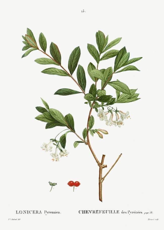 Pyrenees honeysuckle Pierre Joseph Redouté