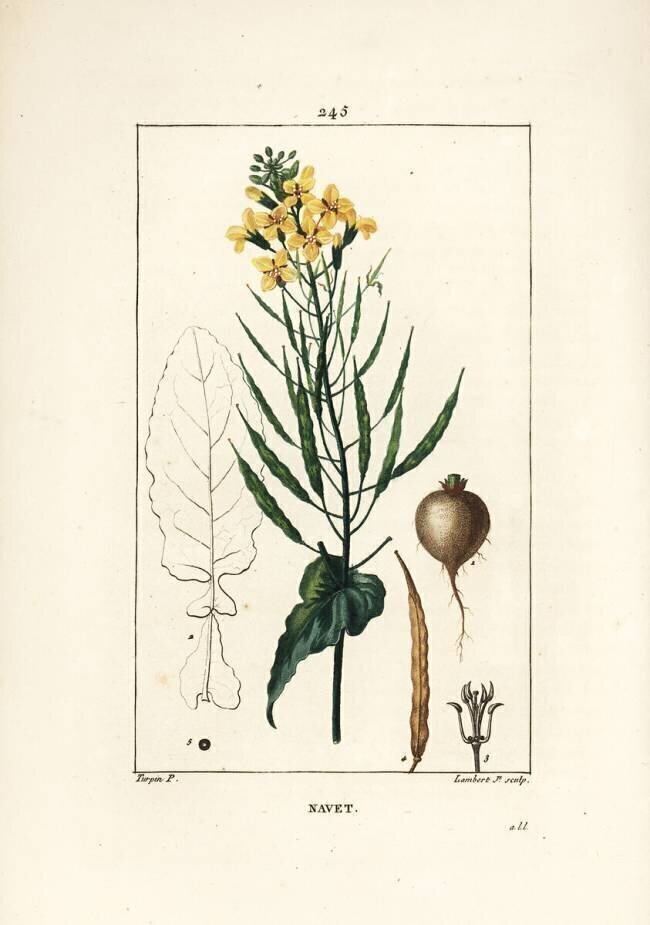 Rapeseed or oilseed Pierre Jean Francois Turpin