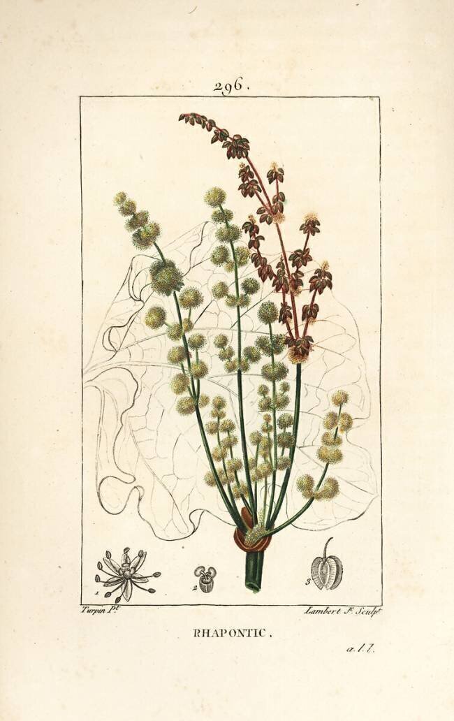 Rhapontic Pierre Jean Francois Turpin