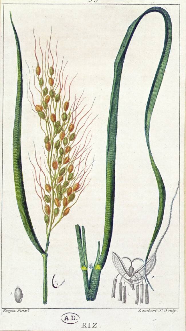 Rice Pierre Jean Francois Turpin