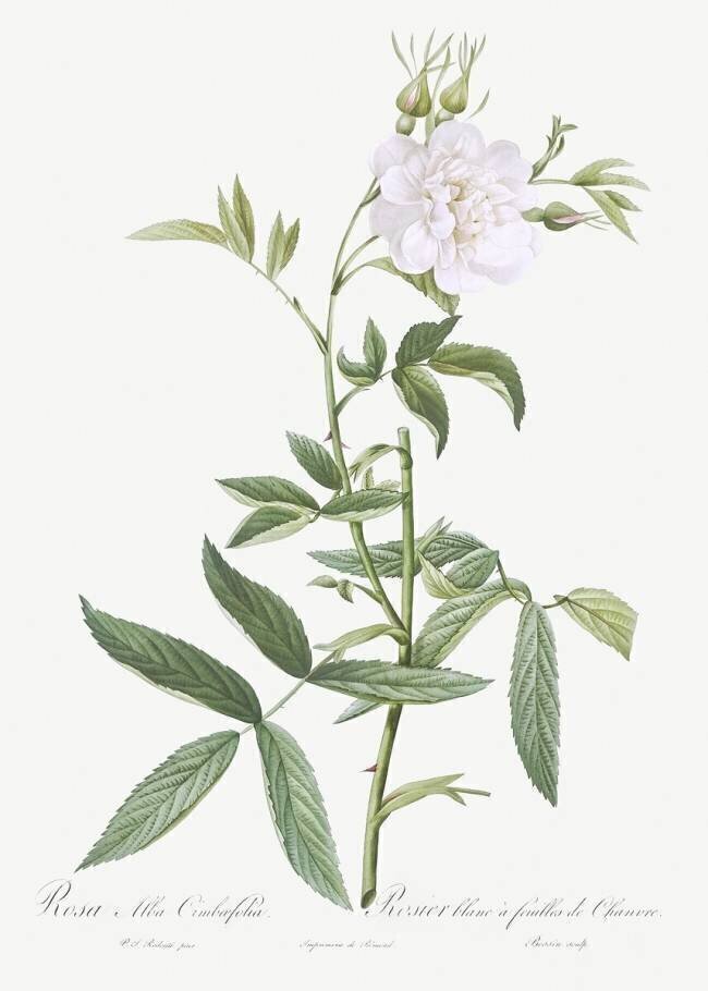 Rosa Alba Cimbaefolia Pierre Joseph Redouté