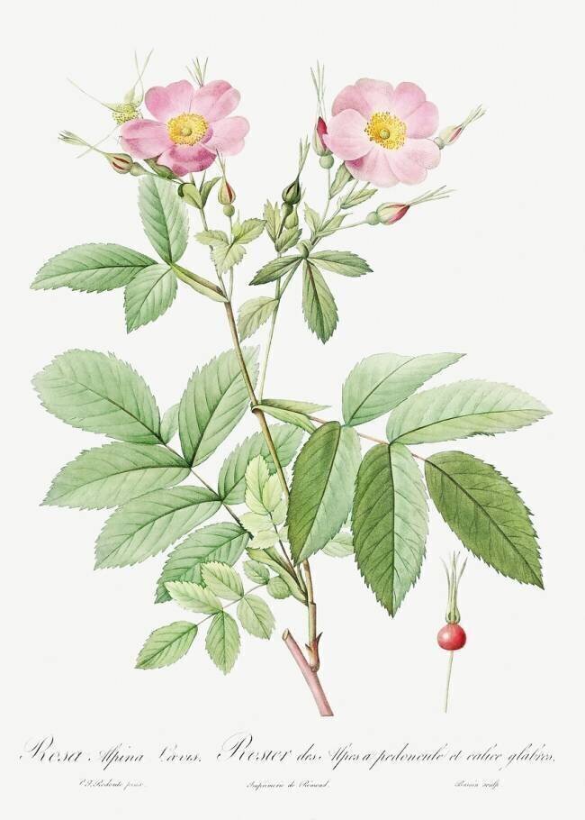 Rosa alpina laevis Pierre Joseph Redouté
