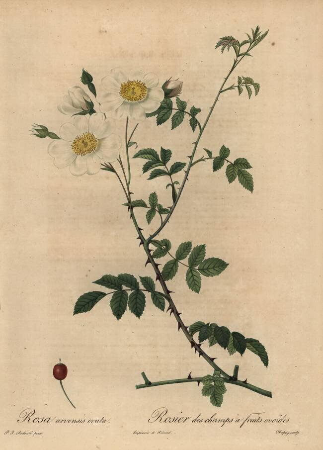 Rosa arvensis ovata Jean-Baptiste Chapuy