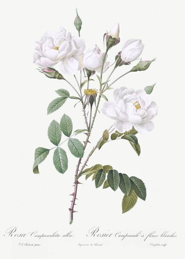 Rosa Campanulata Alba Pierre Joseph Redouté