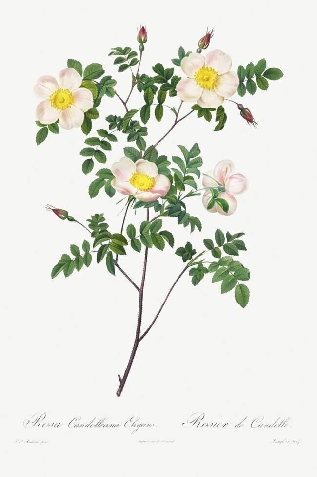 Rosa Candolleana Elegans Pierre Joseph Redouté
