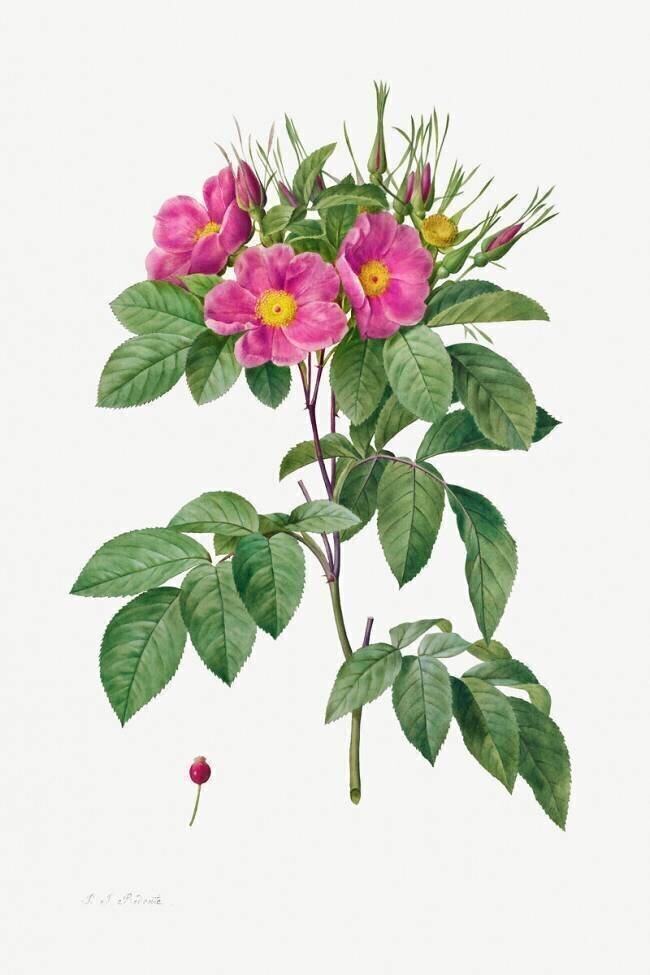 Rosa Carolina Corymbosa Pierre Joseph Redouté