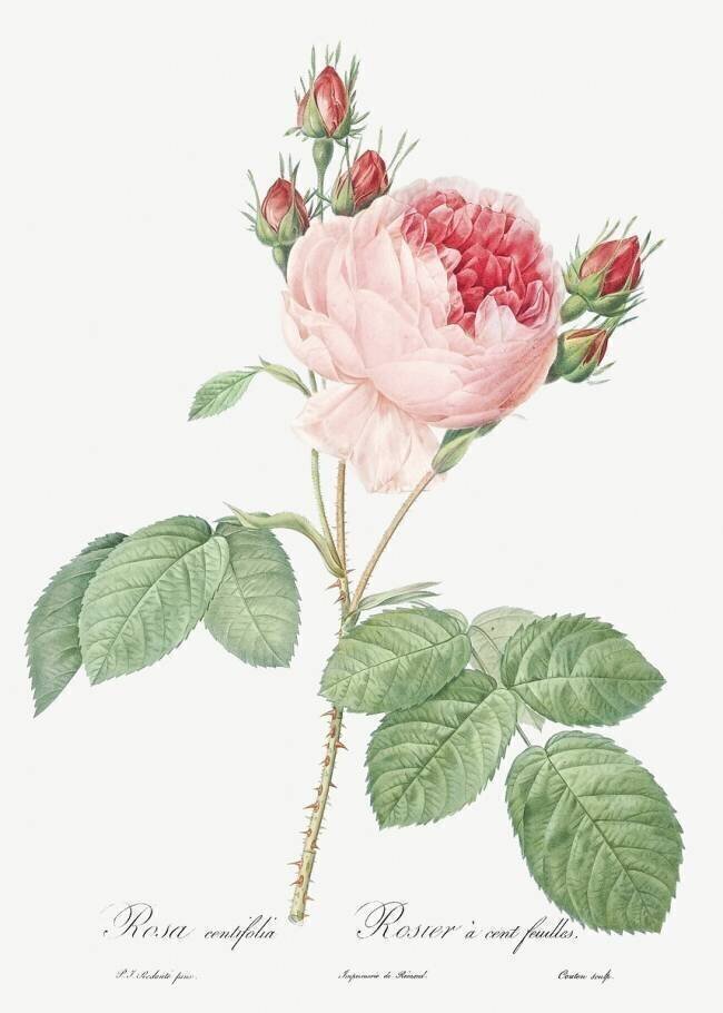 Rosa Centifolia Pierre Joseph Redouté