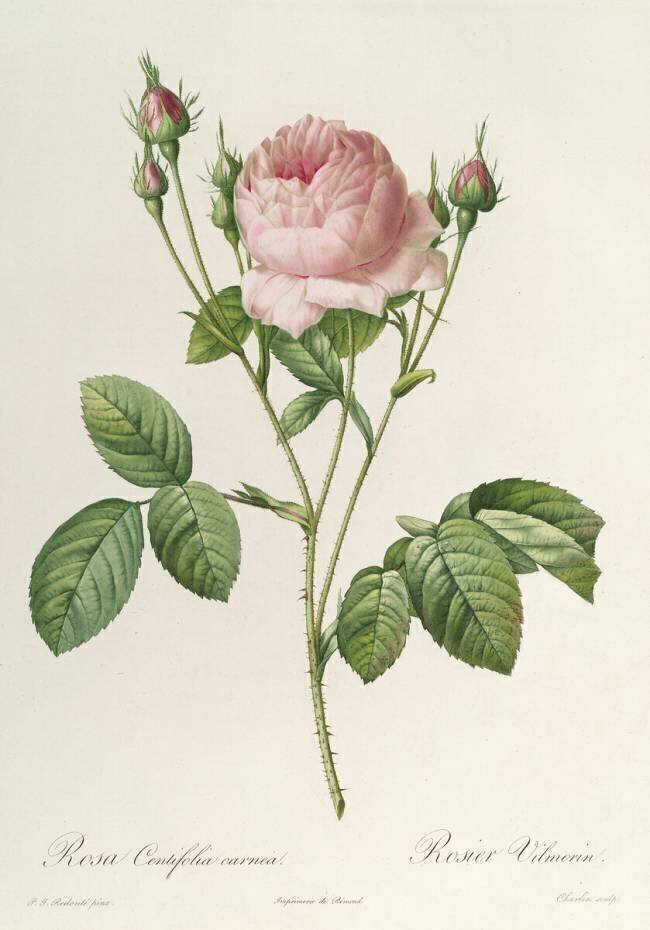 Rosa Centifolia Carnea Pierre Joseph Redouté