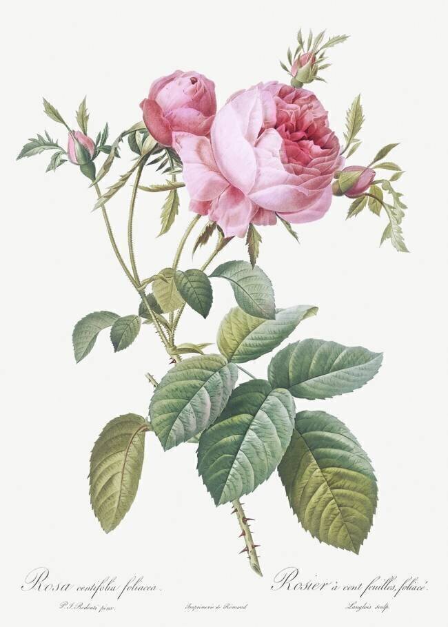 Rosa centifolia foliacea Pierre Joseph Redouté