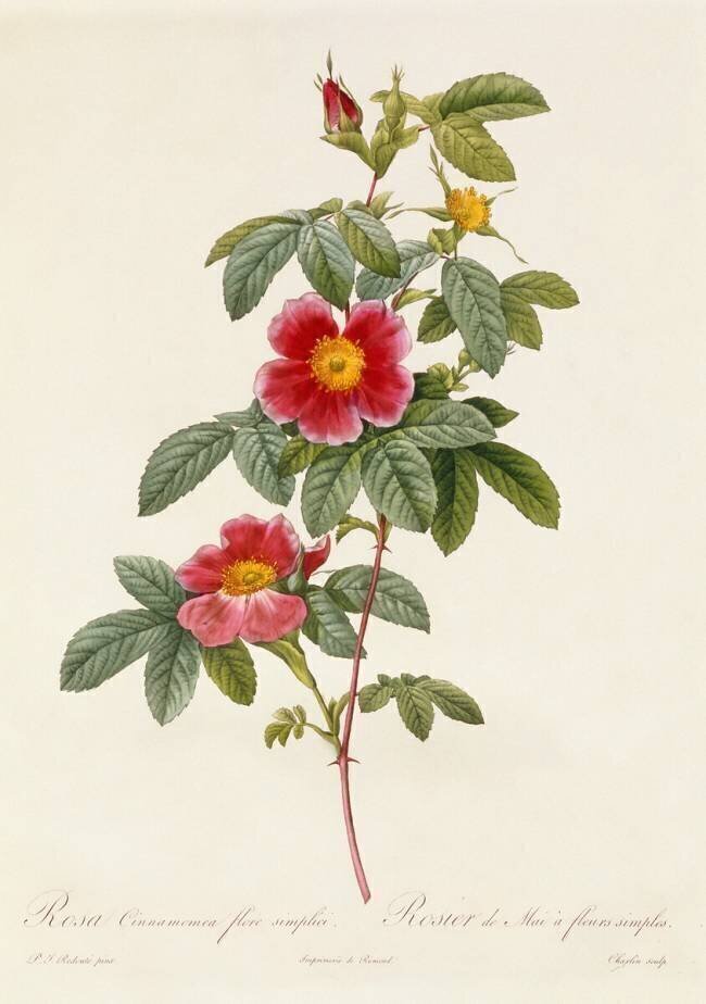 Rosa Cinnamomea Flore Simplici Pierre Joseph Redouté