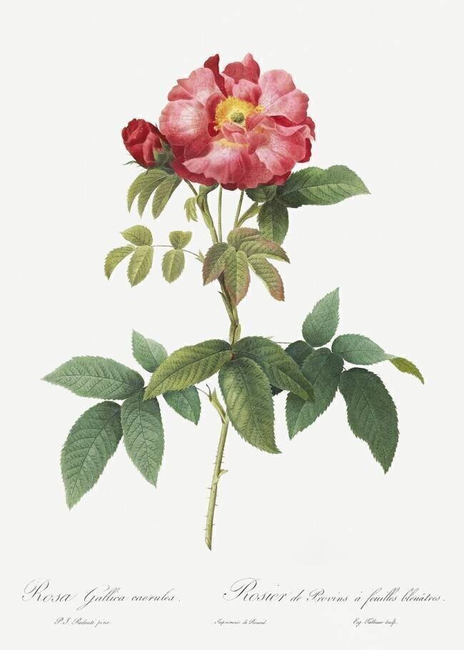 Rosa Gallica Caerulea Pierre Joseph Redouté