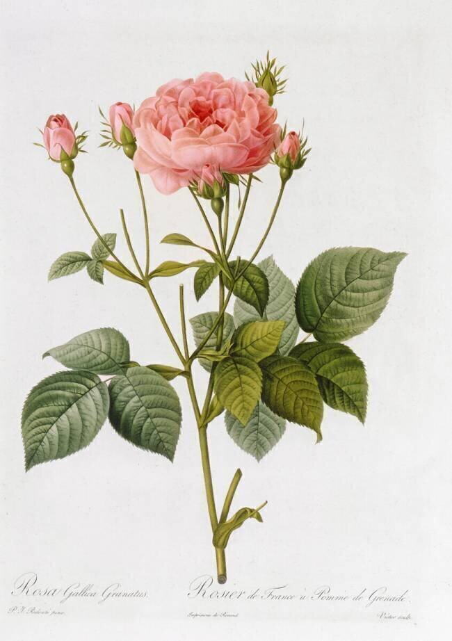 Rosa Gallica Granatus Pierre Joseph Redouté