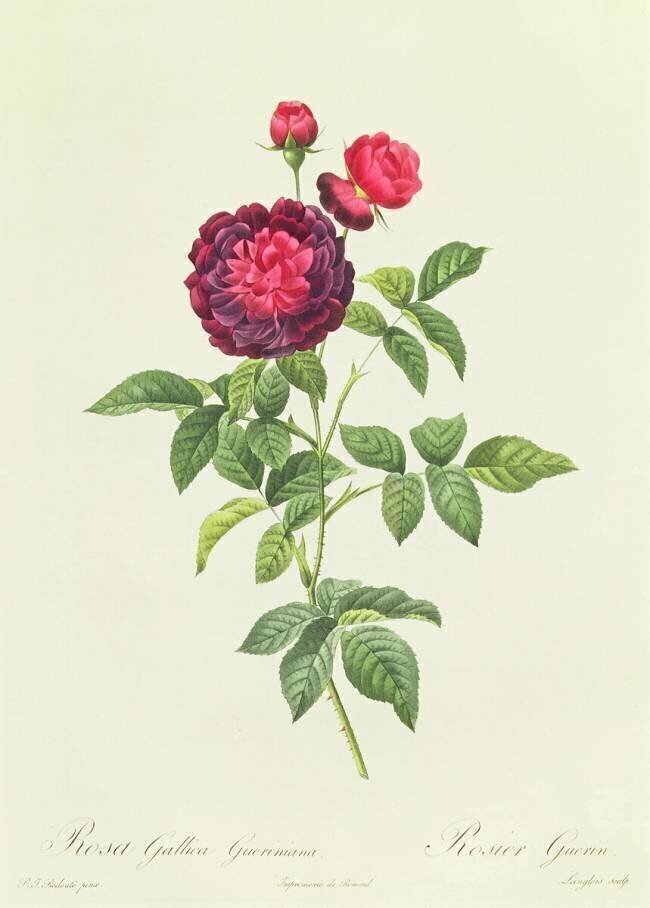 Rosa Gallica Gueriniana Pierre Joseph Redouté