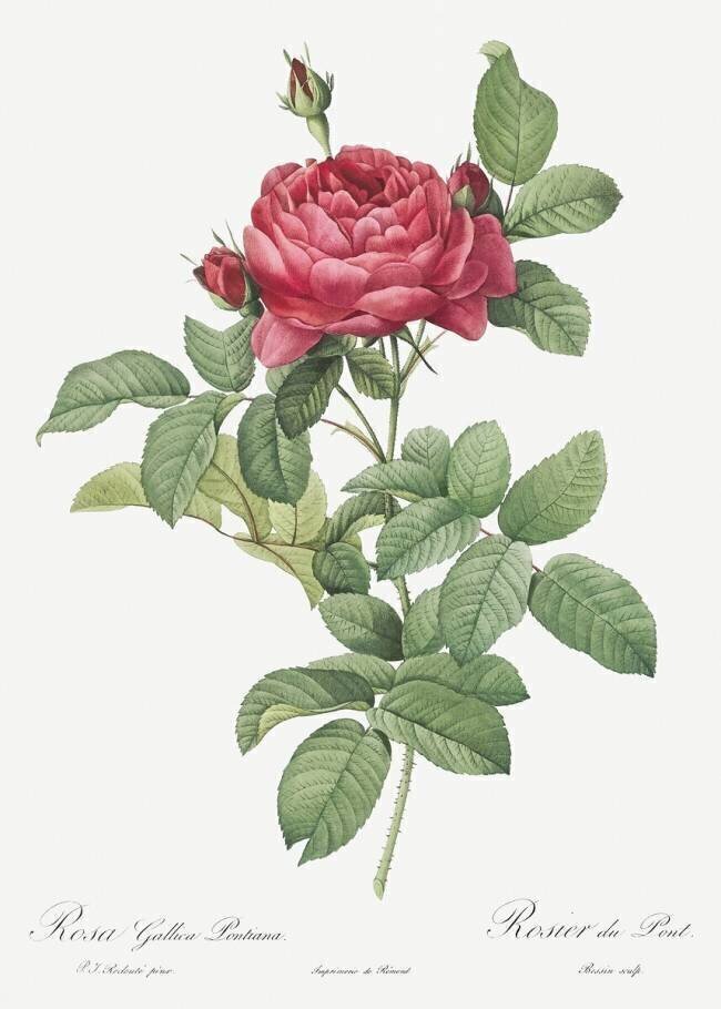 Rosa gallica pontiana Pierre Joseph Redouté