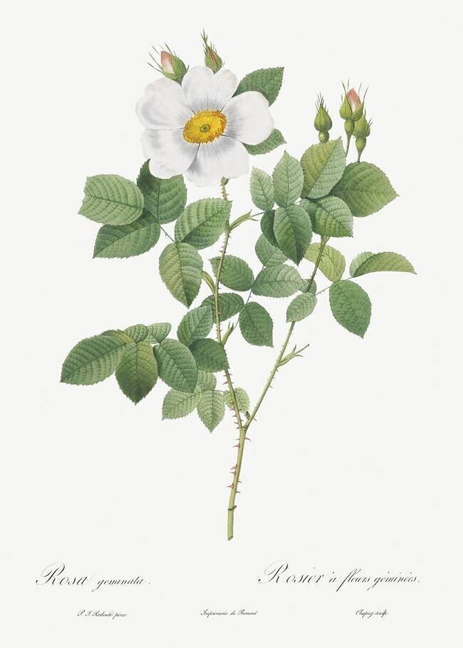 Rosa Geminata Pierre Joseph Redouté
