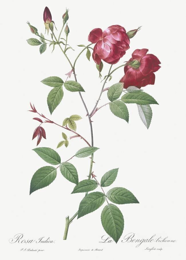 Rosa Indica Pierre Joseph Redouté