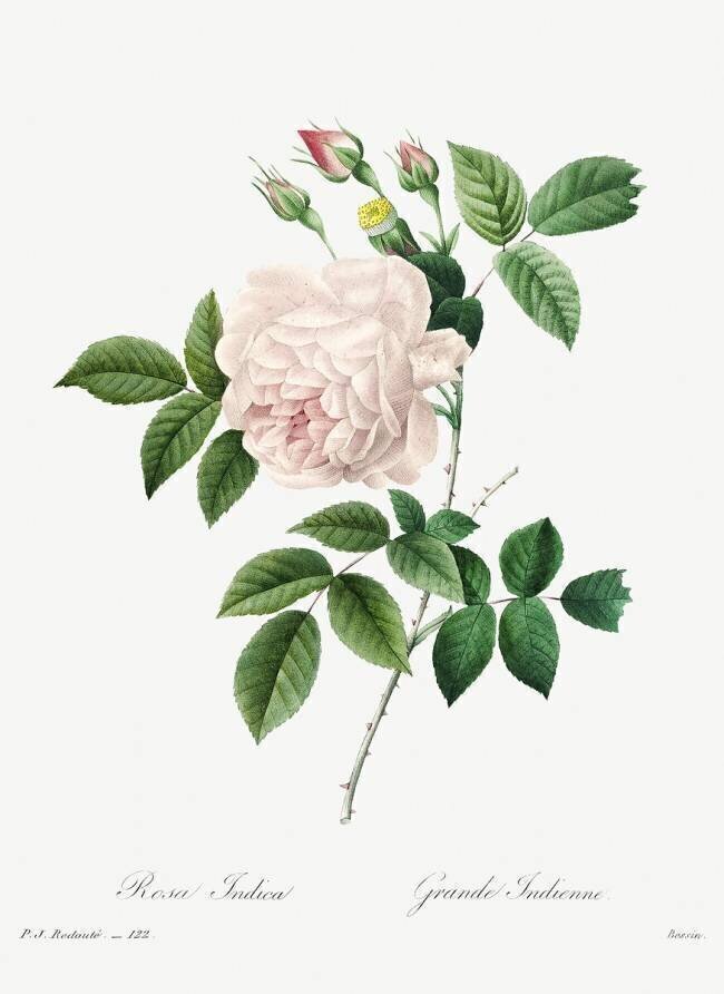 Rosa Indica Pierre Joseph Redouté