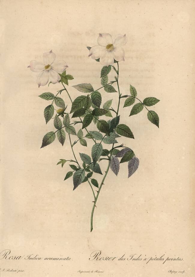 Rosa indica acuminata Jean-Baptiste Chapuy