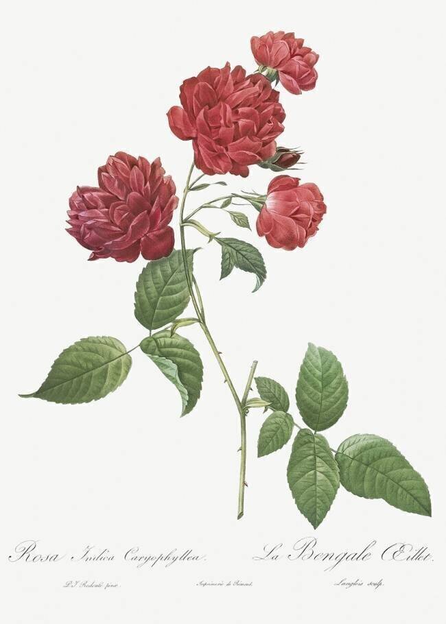Rosa Indica Caryophyllea Pierre Joseph Redouté