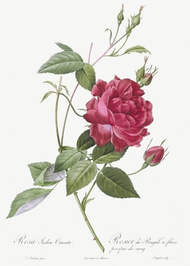 Rosa indica cruenta Pierre Joseph Redouté