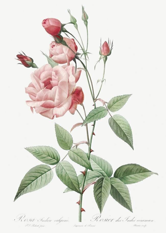 Rosa Indica Vulgaris Pierre Joseph Redouté