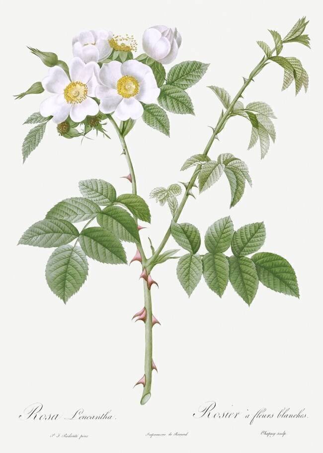 Rosa Leucantha Pierre Joseph Redouté