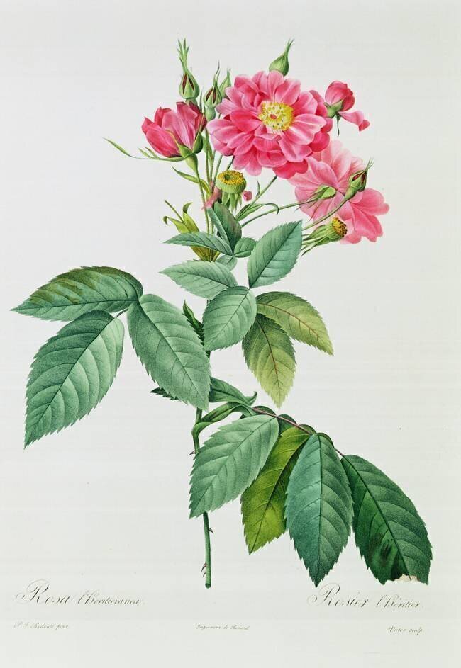 Rosa L'Heritieranea Pierre Joseph Redouté