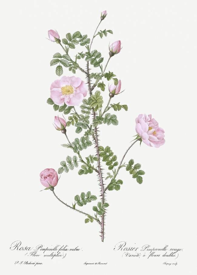 Rosa Pimpinellifolia  Pierre Joseph Redouté