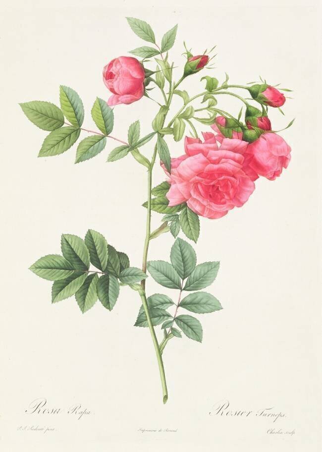 Rosa Pimpinellifolia Flore Variegato Pierre Joseph Redouté