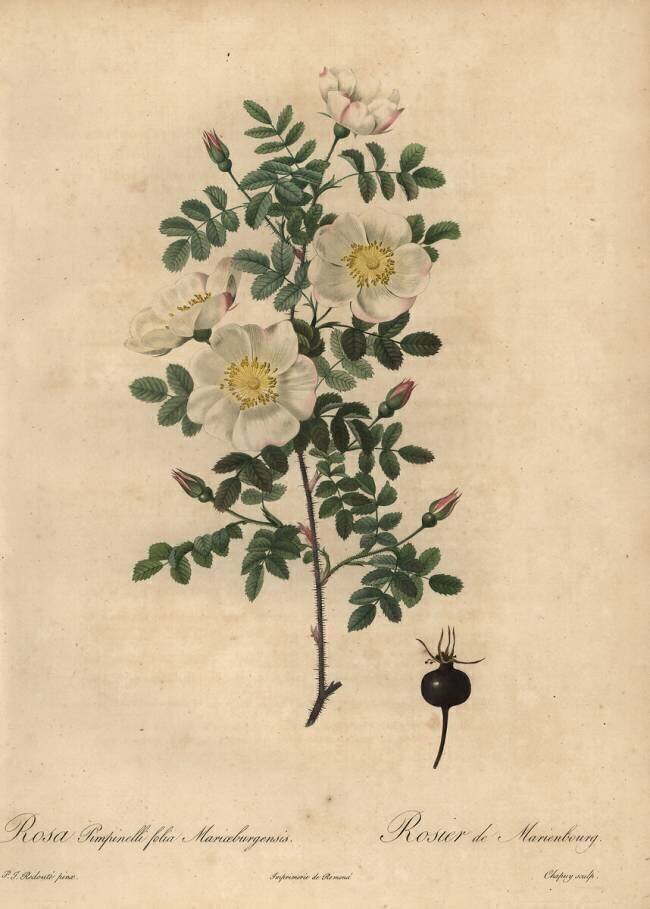 Rosa pimpinellifolia Mariaeburgensis Jean-Baptiste Chapuy