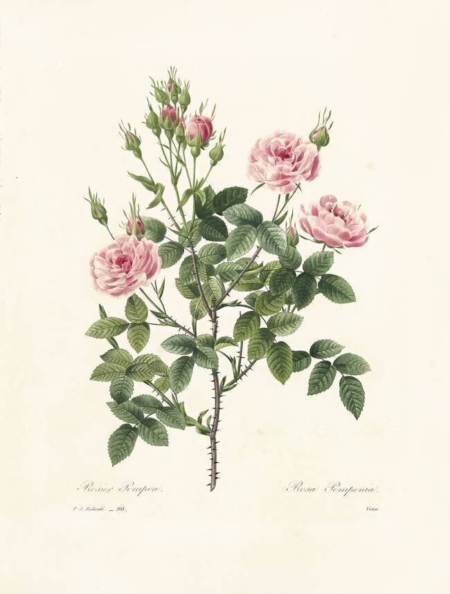 Rosa Pomponia Pierre Joseph Redouté