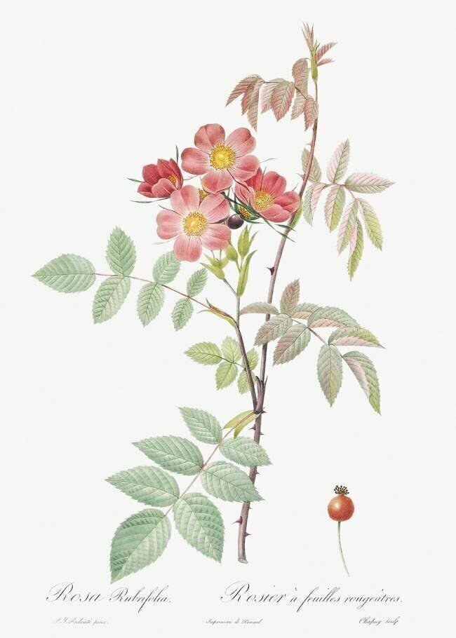 Rosa Rubrifolia Pierre Joseph Redouté
