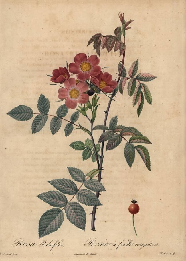Rosa rubrifolia Jean-Baptiste Chapuy