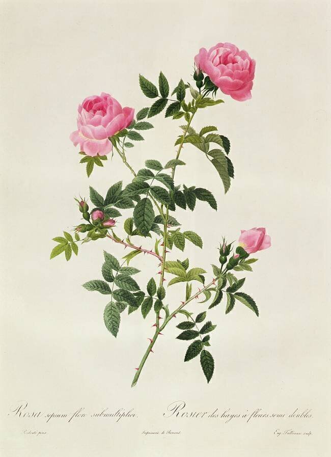 Rosa Sepium Flore Submultiplici Pierre Joseph Redouté