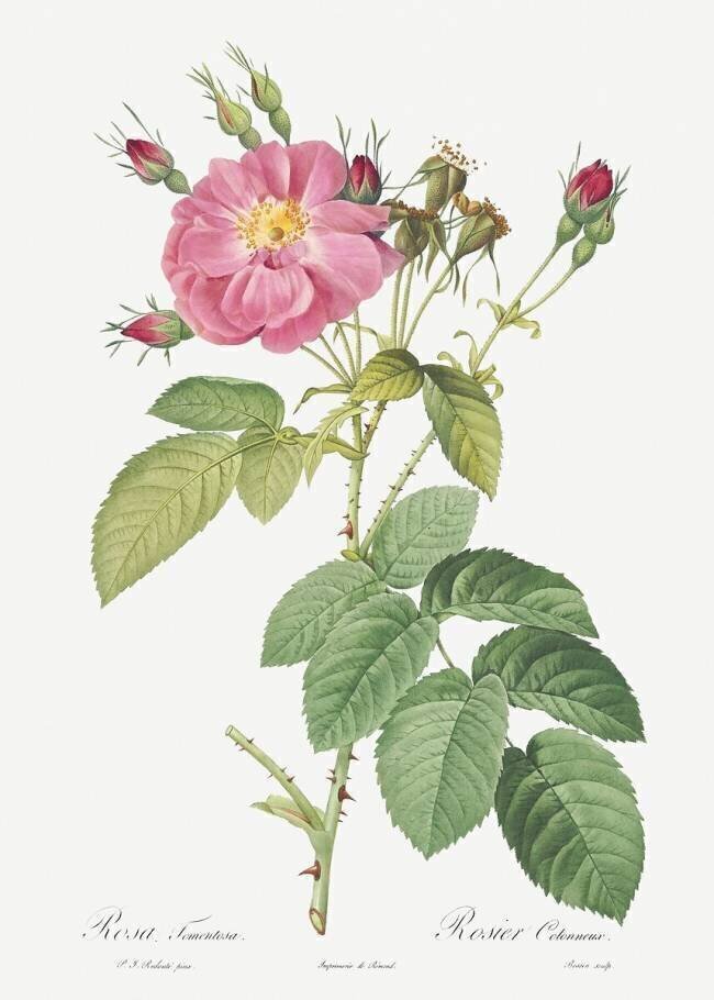 Rosa tomentosa Pierre Joseph Redouté